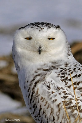 Portrait Harfang.jpg