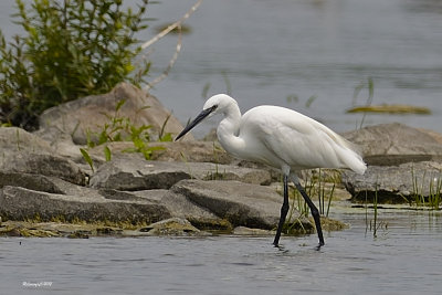 Aigrette garzette.jpg
