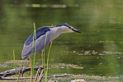 Bihoreau gris à la pêche.jpg