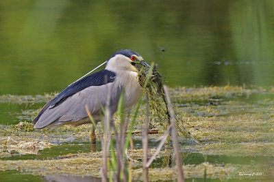 Bihoreau gris à la pêche.jpg
