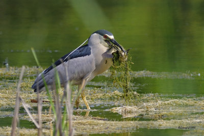 Bihoreau gris à la pêche.jpg