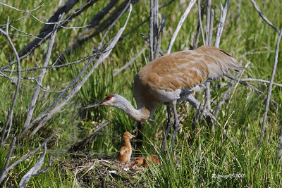 Famille Grues du Canada.jpg