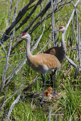 Famille Grues du Canada.jpg