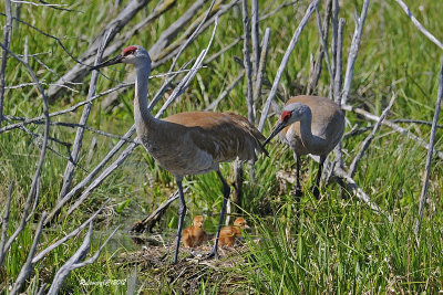 Famille Grues du Canada.jpg