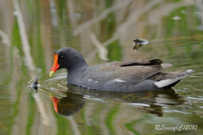Gallinule d'Amérique.jpg