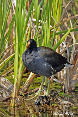 Gallinule d'Amérique.jpg