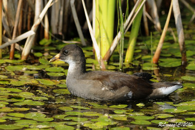 Gallinule d'Amérique immature.jpg