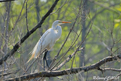 Grande Aigrette.jpg