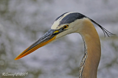 Portrait Grand Héron.jpg