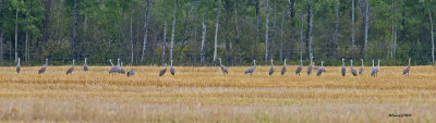 Regroupement de Grues du Canada.jpg