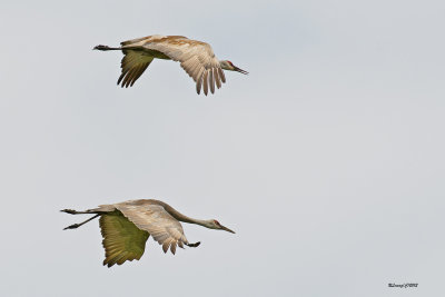 Grues du Canada en vol.jpg