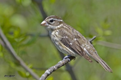 Cardinal à poitrine rose femelle immature.jpg