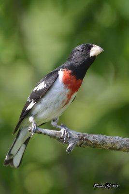 Cardinal à poitrine rose.jpg