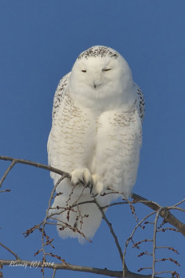 Harfang Mirabel.jpg