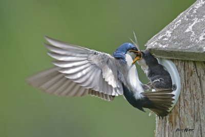 Hirondelle bicolore nourrissant ses petits.jpg