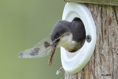 Hirondelle bicolore nourrissant ses petits.jpg