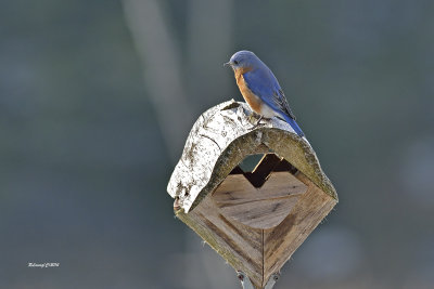 Merle bleu de l'Est mle au nichoir.jpg