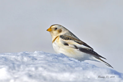 Plectrophane des neiges.jpg