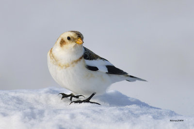 Plectrophane des neiges.jpg