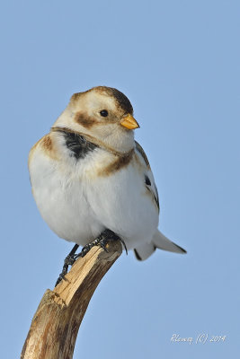 Plectrophane des neiges.jpg