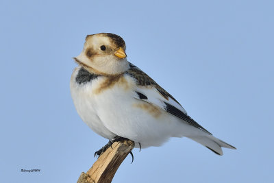 Plectrophane des neiges.jpg