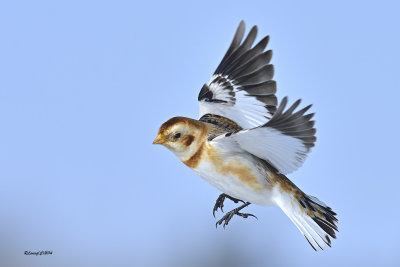 Plectrophane des neiges.jpg