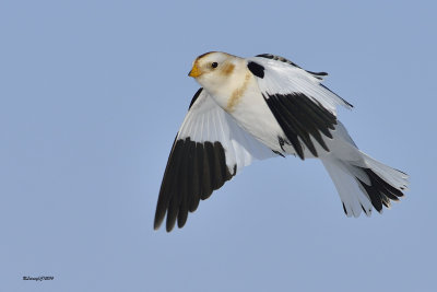 Plectrophane des neiges.jpg