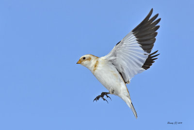 Plectrophane des neiges.jpg