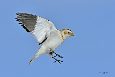 Plectrophane des neiges.jpg