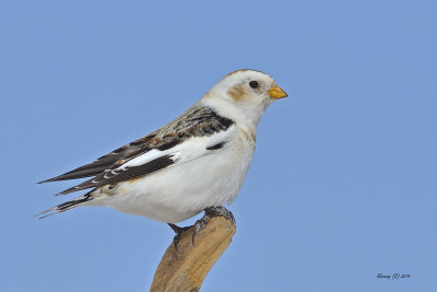 Plectrophane des neiges.jpg