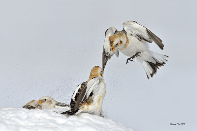 Plectrophanes des neiges .jpg