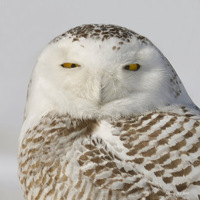Portrait d'harfang.jpg
