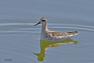 Phalarope  bec troit.jpg