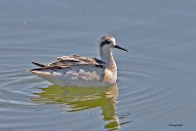 Phalarope  bec troit.jpg