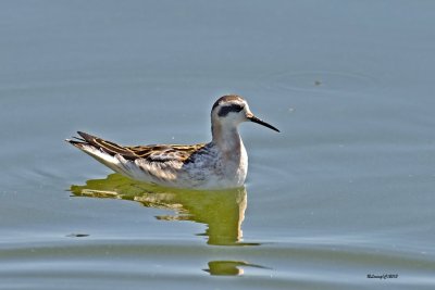 Phalarope  bec troit.jpg