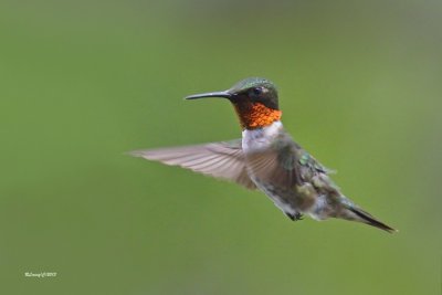 Colibri  gorge rubis.jpg