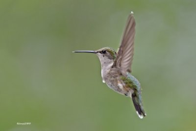 Colibri  gorge rubis.jpg
