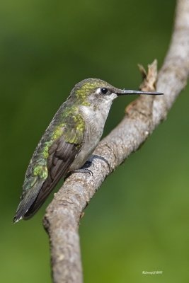 Colibri  gorge rubis.jpg