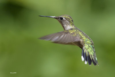 Colibri  gorge rubis.jpg
