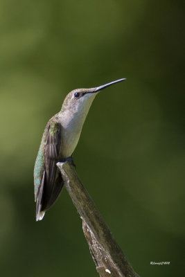 Colibri  gorge rubis.jpg