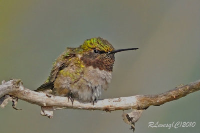 Colibri  gorge rubis.jpg