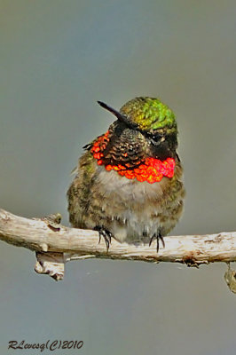 Colibri  gorge rubis.jpg