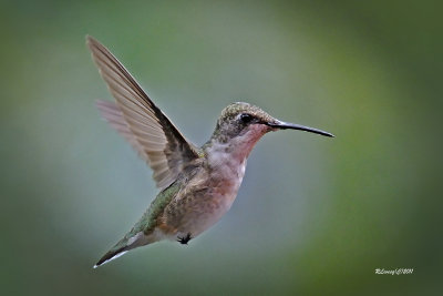 Colibri  gorge rubis.jpg