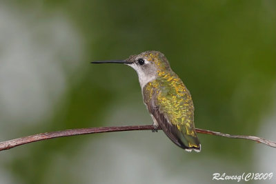 Colibri  gorge rubis.jpg