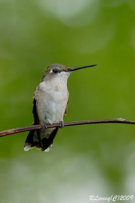 Colibri  gorge rubis.jpg