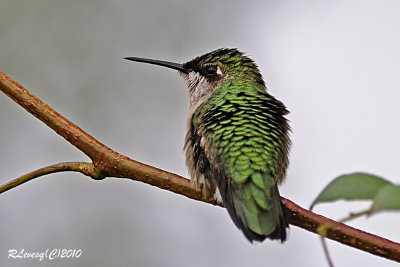 Colibri  gorge rubis.jpg