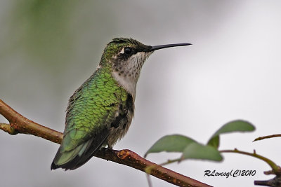 Colibri  gorge rubis.jpg