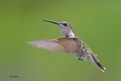 Colibri  gorge rubis.jpg