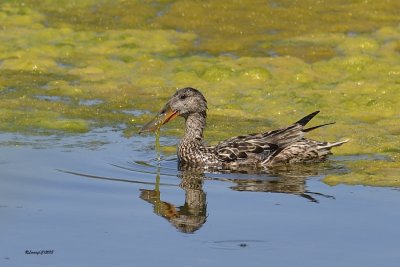 Canard souchet femelle.jpg