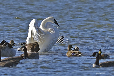 Cygne trompette.jpg